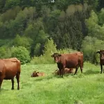 Feriehus In Mit Garten *