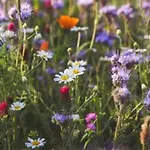 Feriehus In Mit Garten Wieda