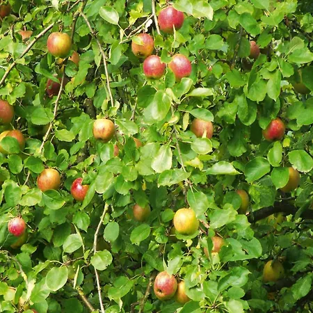 In Mit Garten