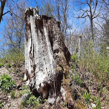In Mit Garten Vakantiehuis