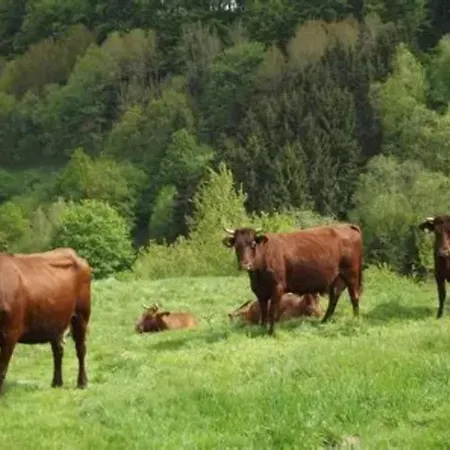 Ferienhaus In Mit Garten *